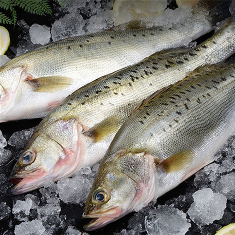 深海鲈鱼 红烧煎烤火锅鱼食材 深海捕捞急冻锁鲜冷链包邮